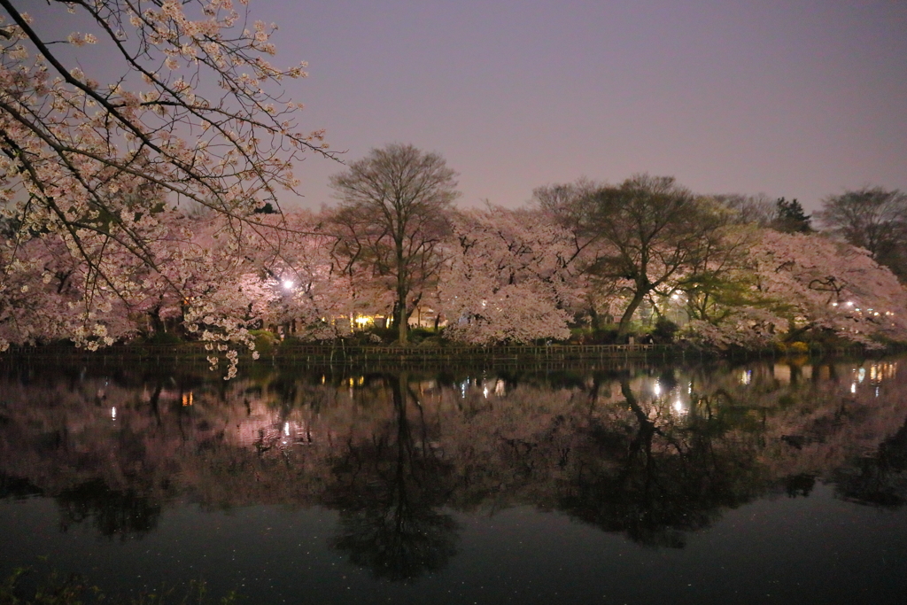 夜桜