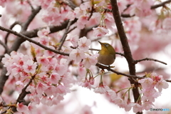 見上げれば春