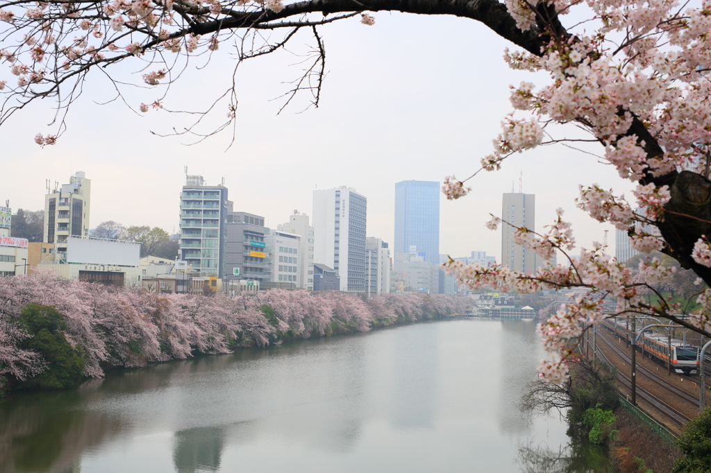 外堀・桜