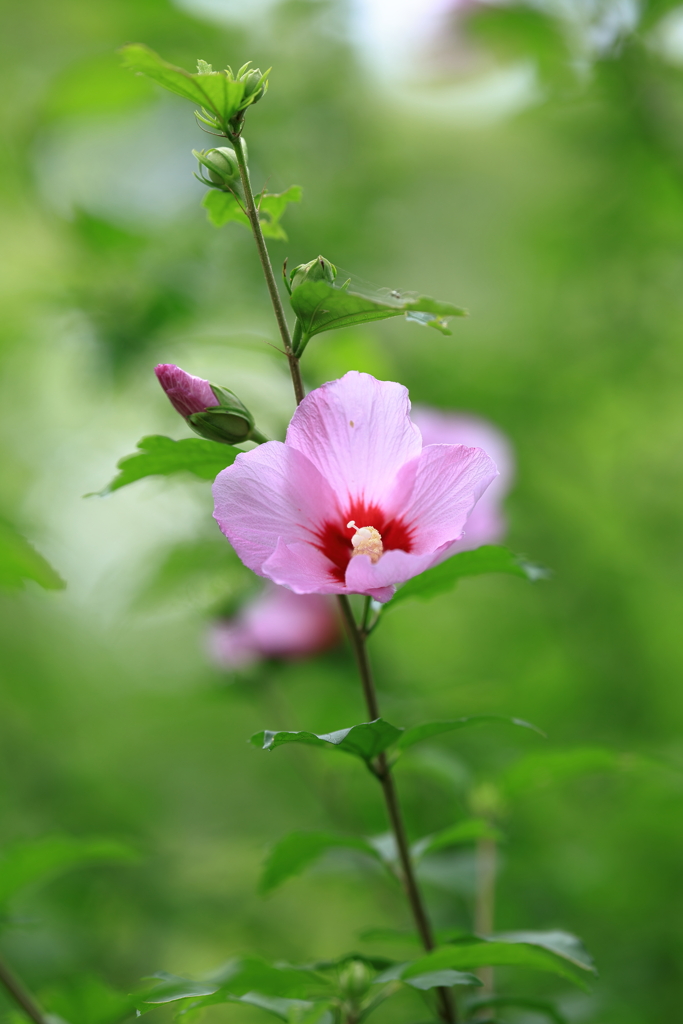 木槿