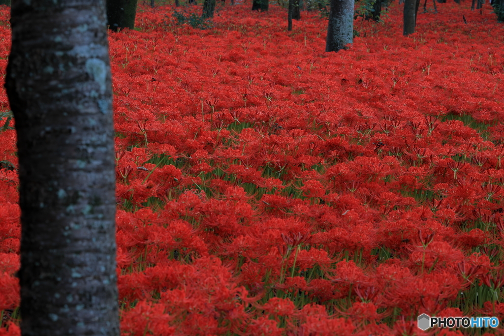 紅い海原