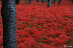 紅い海原