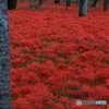 紅い海原