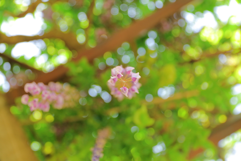 Under the wisteria