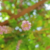Under the wisteria