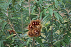 食べる？