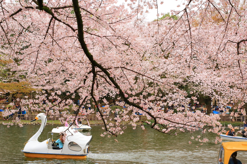 花よりボート・・・