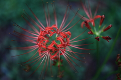 花、開く