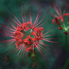 花、開く