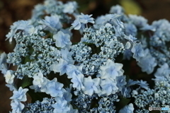 Hydrangea bouquet