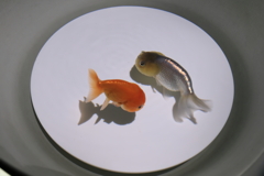 浮遊