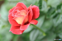 薔薇