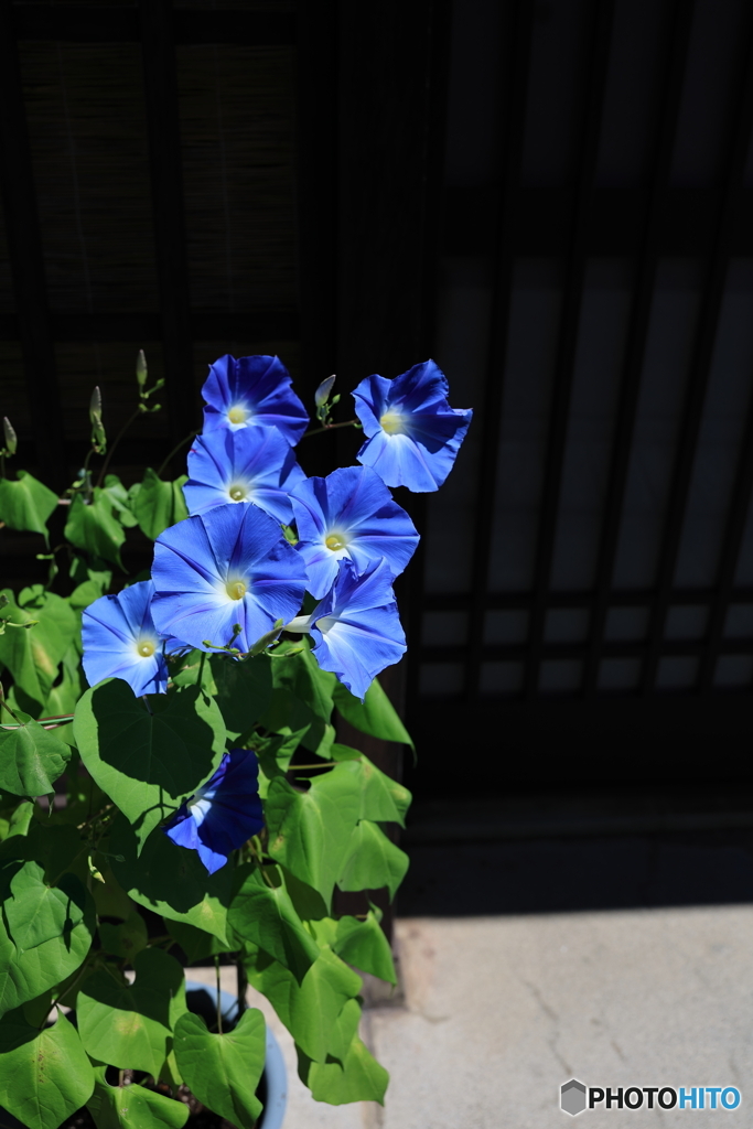 Morning glories 