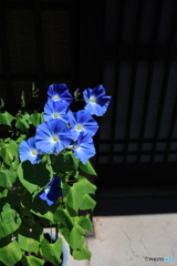 Morning glories 
