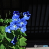 Morning glories 