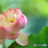 蓮