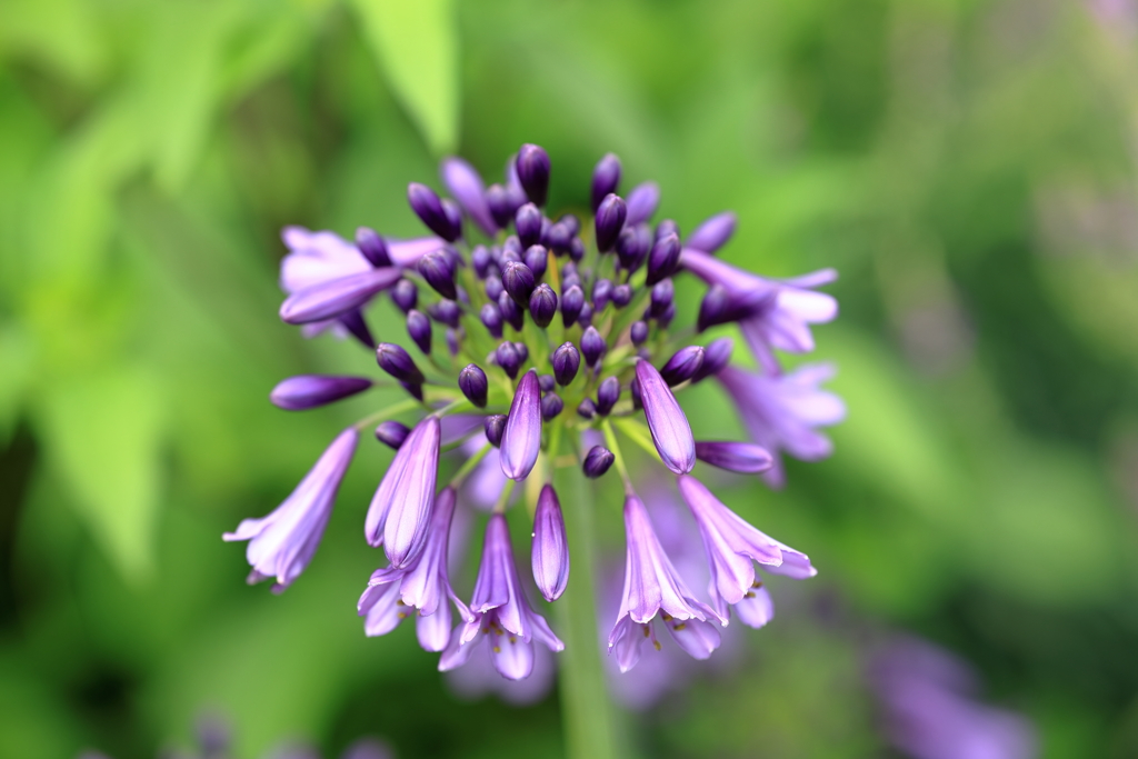 agapanthus