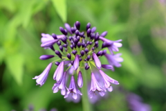 agapanthus