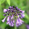 agapanthus