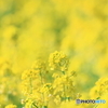 canola flower