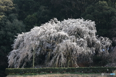 岡崎奥山田 枝垂桜