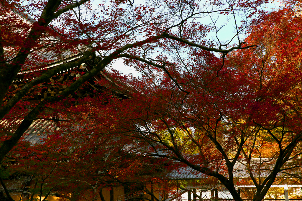 ほんのり紅葉☆
