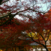 ほんのり紅葉☆