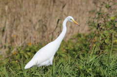 白鷺（１）