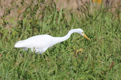 白鷺（２）