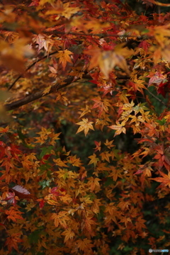 紅葉