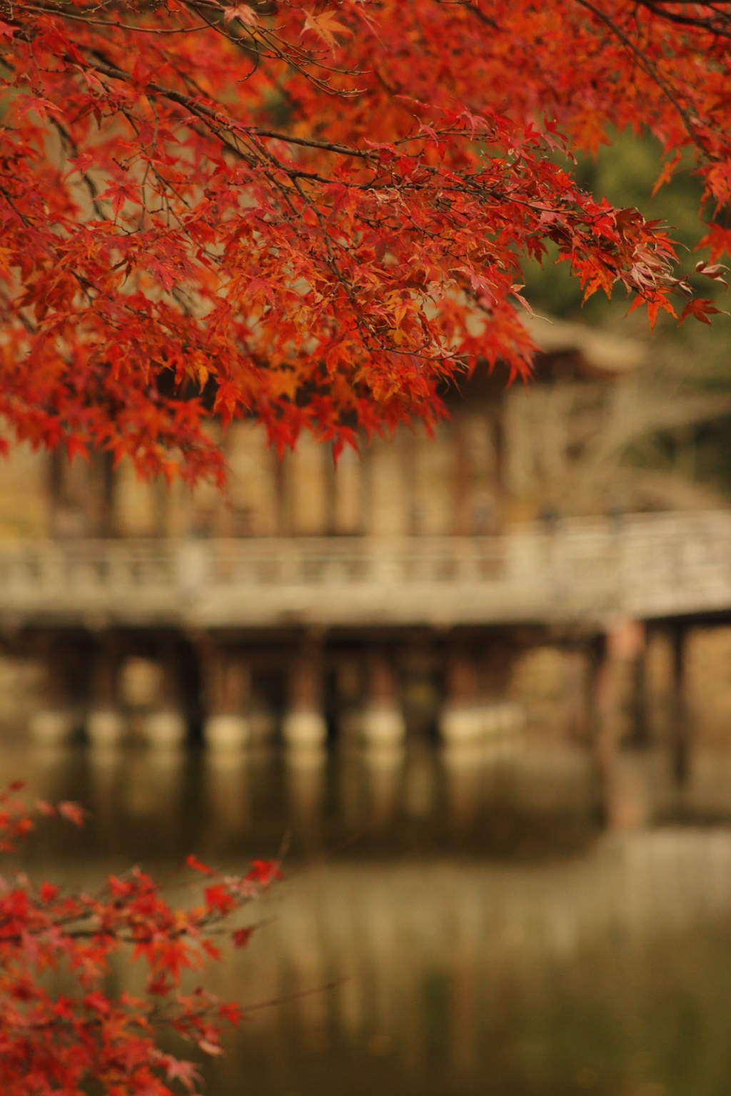 IMG_0528　奈良の紅葉