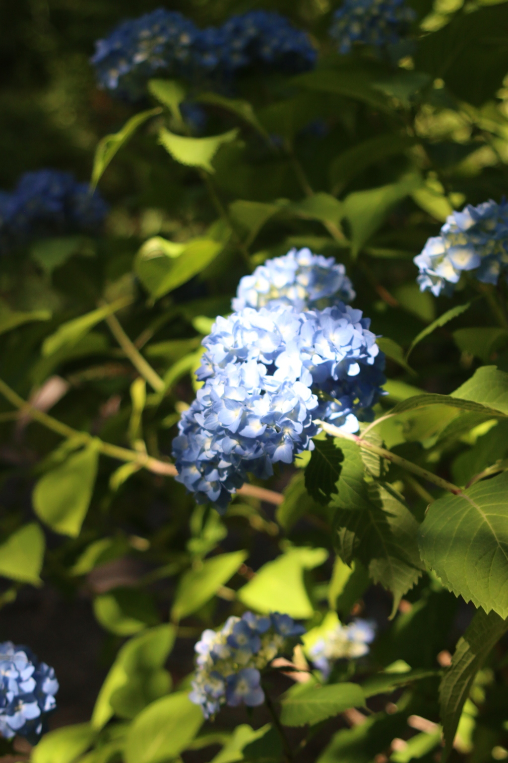 紫陽花