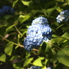 紫陽花