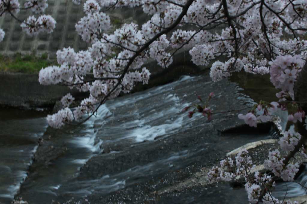 奈良市内　佐保川の桜