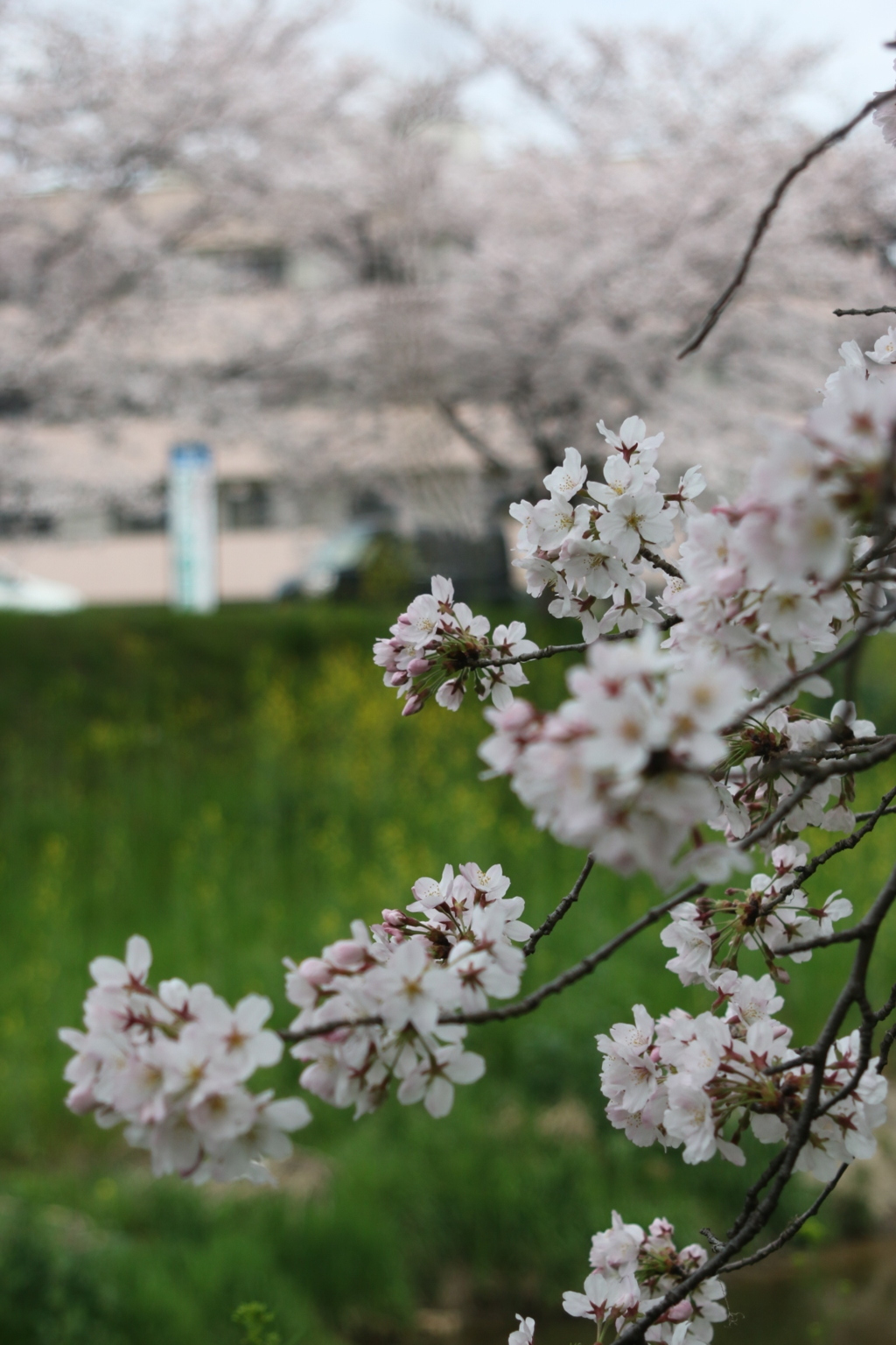 奈良市内　佐保川の桜