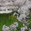 奈良市内　佐保川の桜