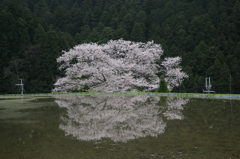 諸木野の桜です