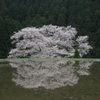 諸木野の桜です
