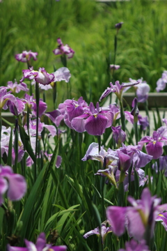 菖蒲