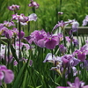 菖蒲