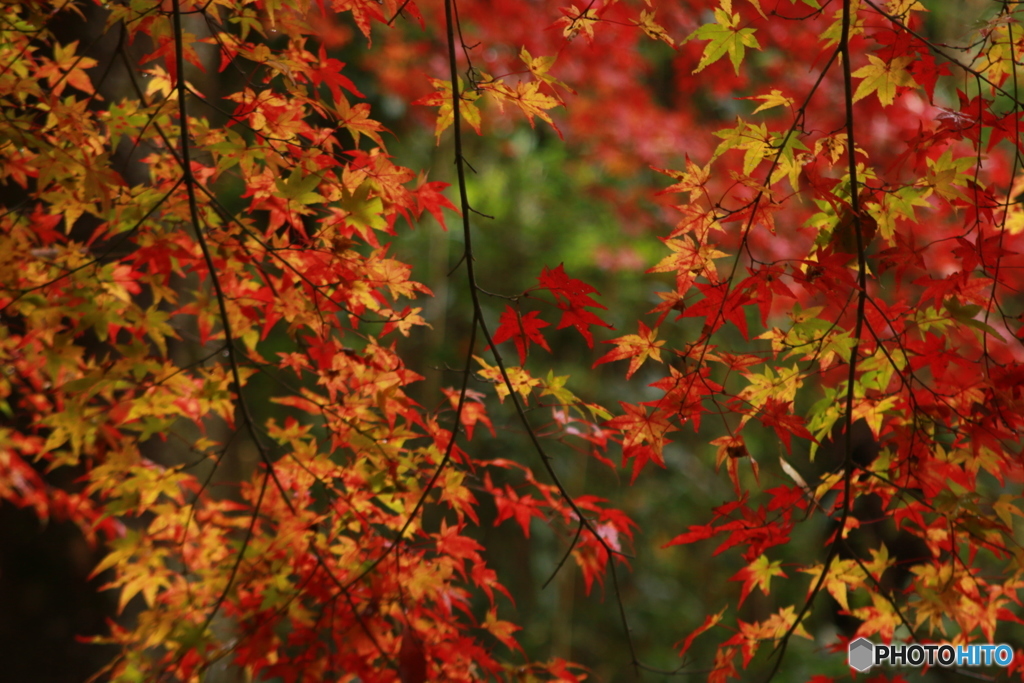 紅葉