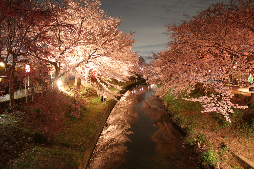 奈良市内　佐保川の桜