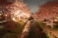 奈良市内　佐保川の桜