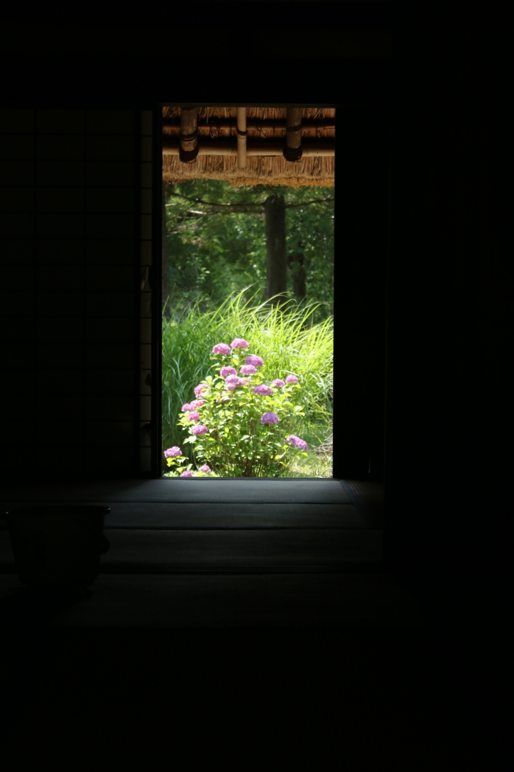 紫陽花