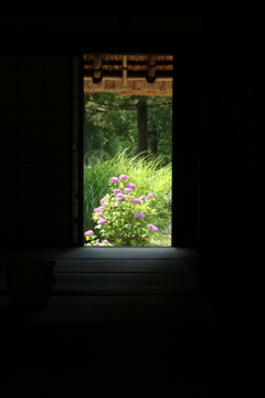 紫陽花