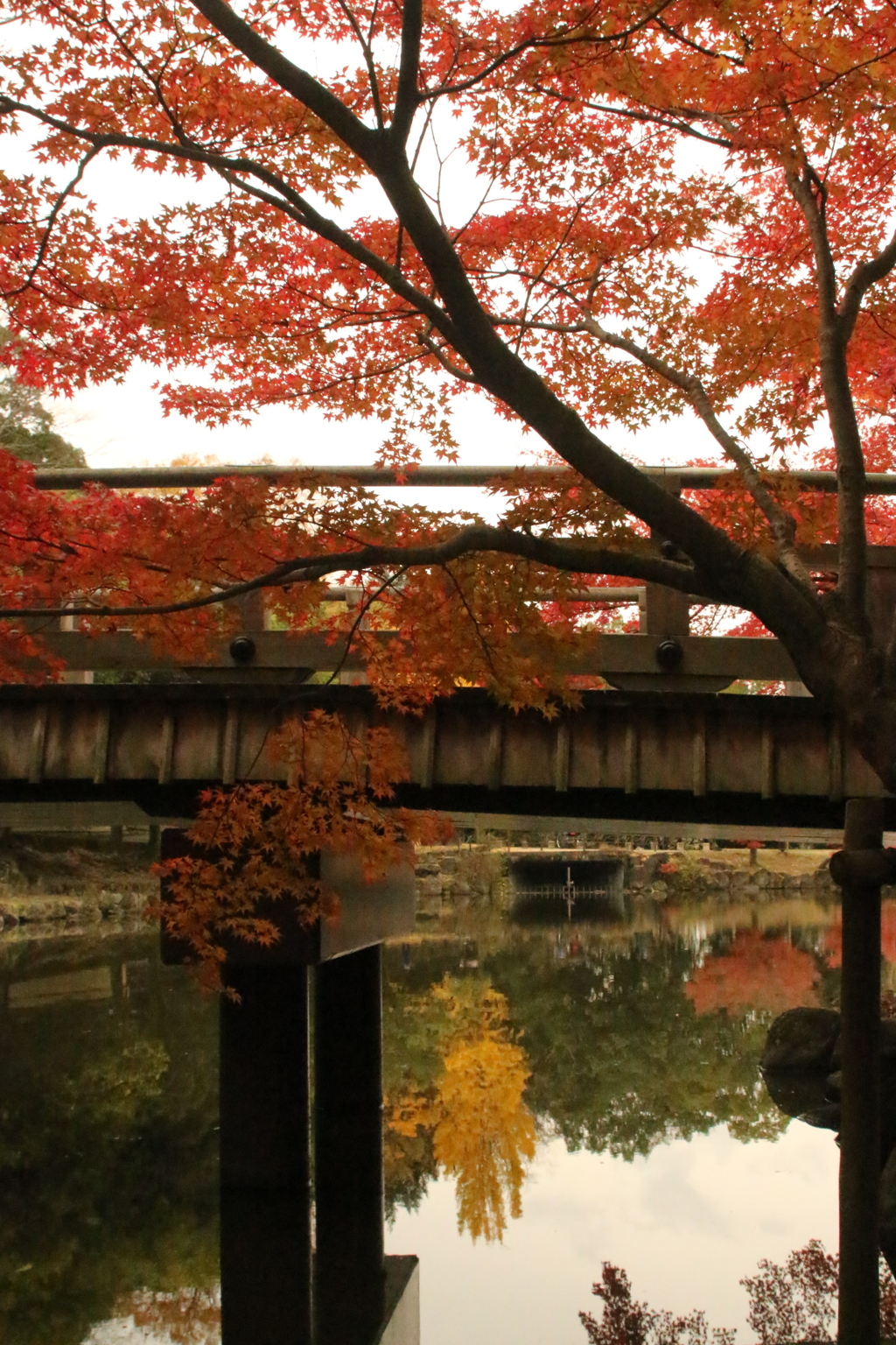 IMG_0442　奈良の紅葉