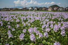 ほていあおい