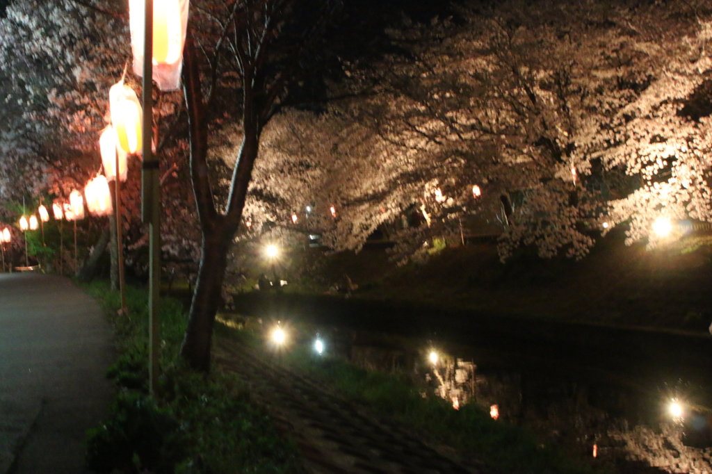 奈良市内　佐保川の桜