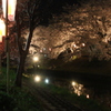 奈良市内　佐保川の桜