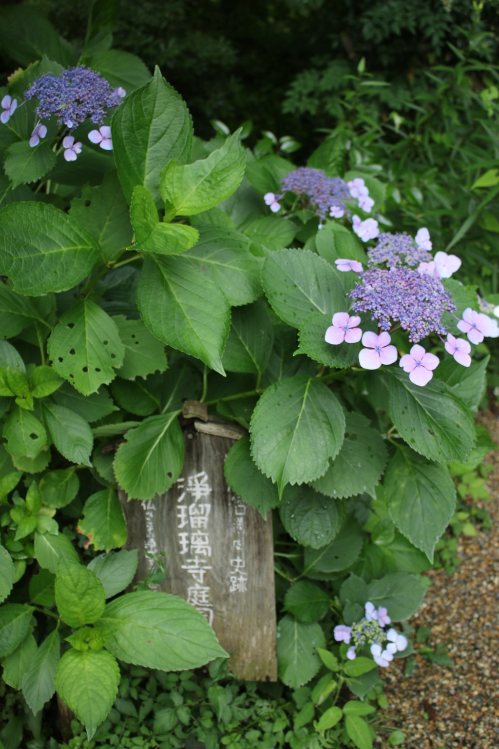 紫陽花